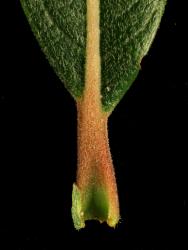 Salix myrsinifolia. Leaf petiole.
 Image: D. Glenny © Landcare Research 2020 CC BY 4.0